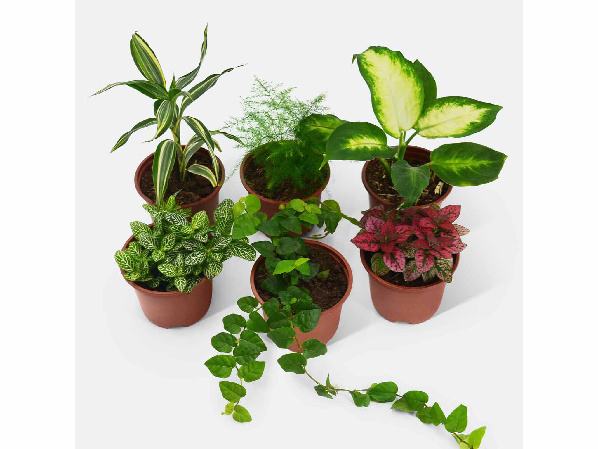 Best places to buy plants 2024 Online garden centres and nurseries